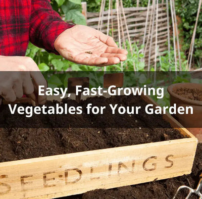 Fast-Growing Vegetables for Beginner Gardeners