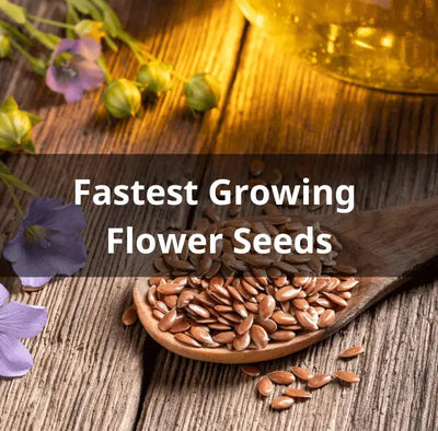 Fastest-Growing Flower Seeds for Your Garden