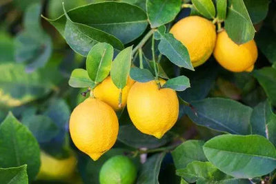 Ways to Use Lemon Tree Leaves - The Rike