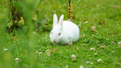 Right Rabbit Breed: Pet, Fiber, or Meat? - The Rike