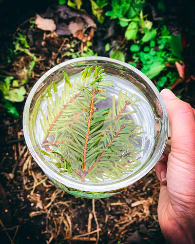 Grow Your Own Remedies: Urban Herbal Gardening Tips