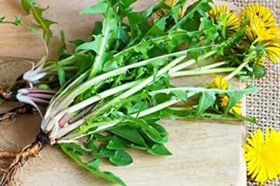 Dandelion Root Benefits: Nature's Detox Superhero