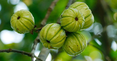 Does Garcinia Cambogia Really Work?