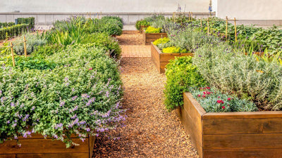 Achieving Success with Raised Garden Beds: 5 Tips You Can Count On