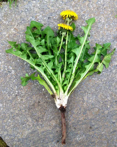 Where to Get Dandelion Roots