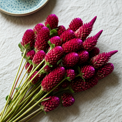 Globe Amaranth Spacing Trials: Tight vs Loose Planting Results
