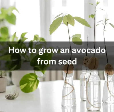 How to Grow an Avocado from Seed