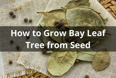 How to Grow and Harvest Fresh Bay Leaves