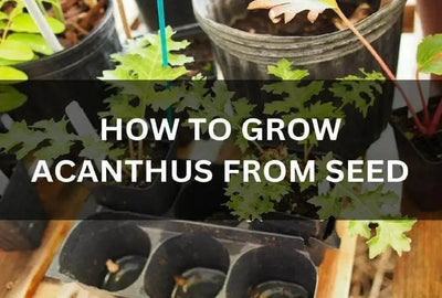 Growing Acanthus Plants from Seed