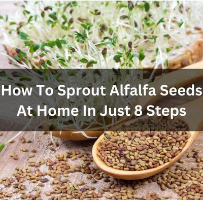 Growing Alfalfa Sprouts at Home