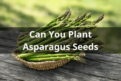 Growing Asparagus from Seeds