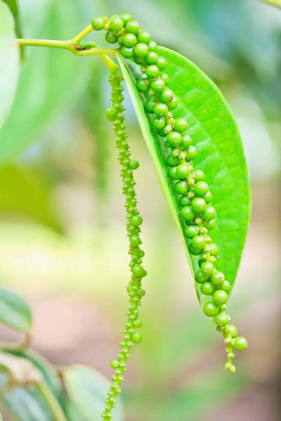 Growing Black Pepper Plants