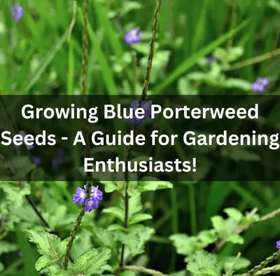 Growing Blue Porterweed Seeds: Tips for Success