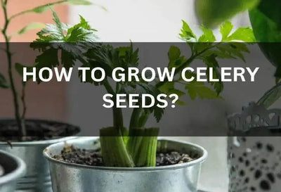 Growing Celery From Seed: A Guide