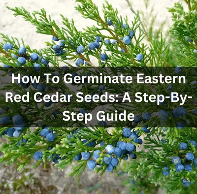 Growing Eastern Red Cedar Trees: A Complete Guide