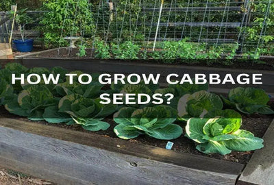 Growing Fresh Cabbage in Winter