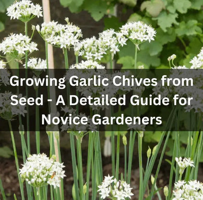 Growing Garlic Chives from Seed Success Guide