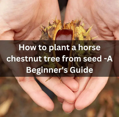 Growing Horse Chestnut Trees from Seed: Essential Tips