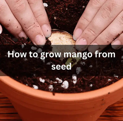 Growing Mango Trees from Seed: A Simple Guide