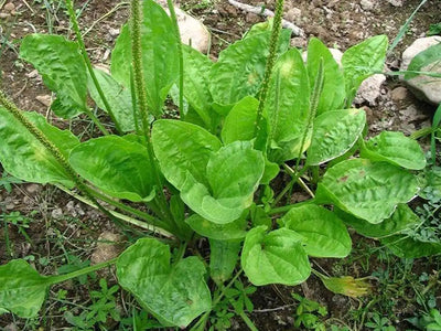 Growing Medicinal Plants Indoors