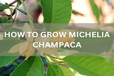 Growing Michelia Champaca from Seeds