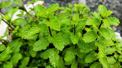 Growing Mint: A Versatile Herb with Medicinal Benefits