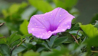 Growing Morning Glory Seeds for a Cottage Garden Look