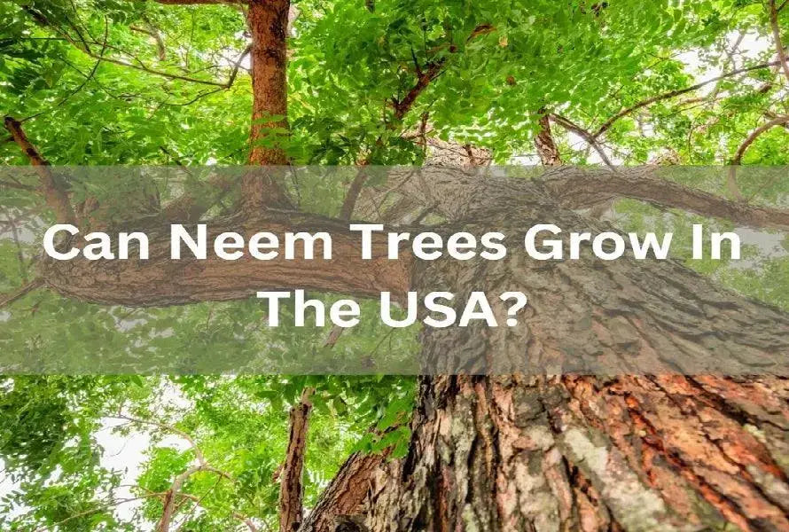 How to grow a neem tree in the USA