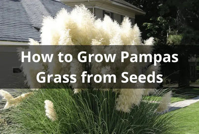 Growing Pampas Grass from Seeds