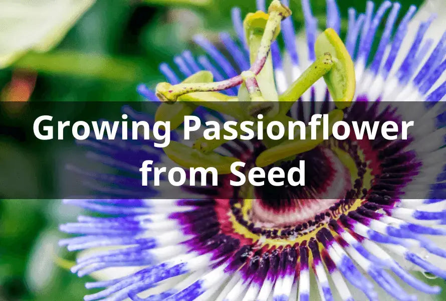 Growing Passionflower from Seed: A Step-by-Step Guide