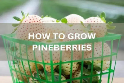 Growing Pineberry: Health Benefits and Planting Tips