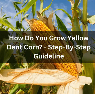 Growing Yellow Dent Corn: A Comprehensive Guide