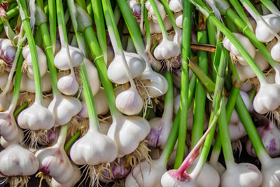 Planting Garlic in the Fall: A Comprehensive Southern Living Guide for a Bountiful Summer Harvest