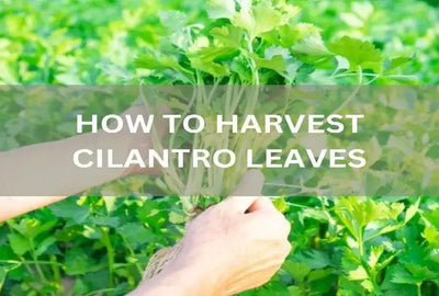 Harvesting and Storing Cilantro Leaves