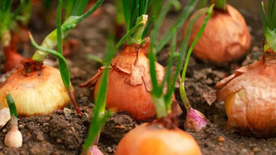 Harvesting and Storing Homegrown Onions