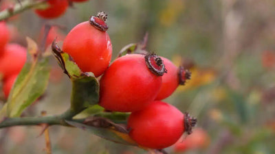 Harvesting and Using Rose Hips in Your Homestead