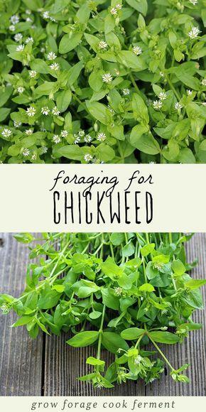 The Healing Potential of Chickweed