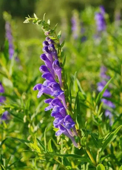 The Healing Power of Skullcap