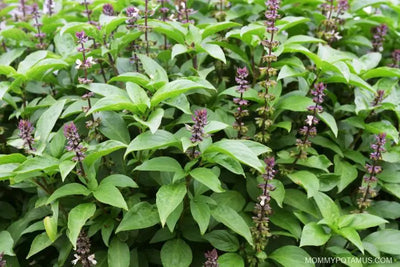 The Healing Powers of Holy Basil