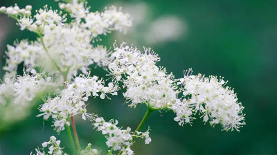 The Healing Powers of Meadowsweet