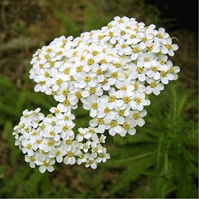 The Healing Powers of Yarrow