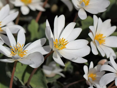 The Healing Properties of Bloodroot