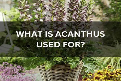 The Health Benefits of Acanthus