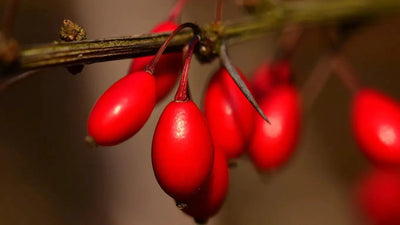 The Health Benefits of Barberry