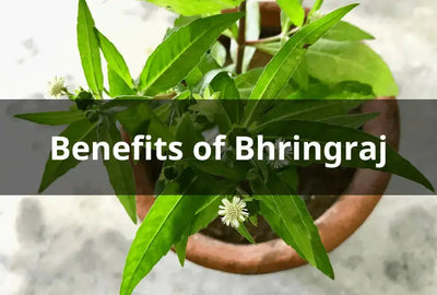 The Health Benefits of Bhringraj