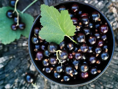 The Health Benefits of Black Currants