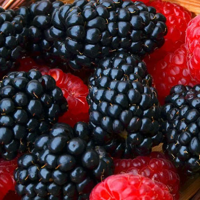 The Health Benefits of Boysenberries