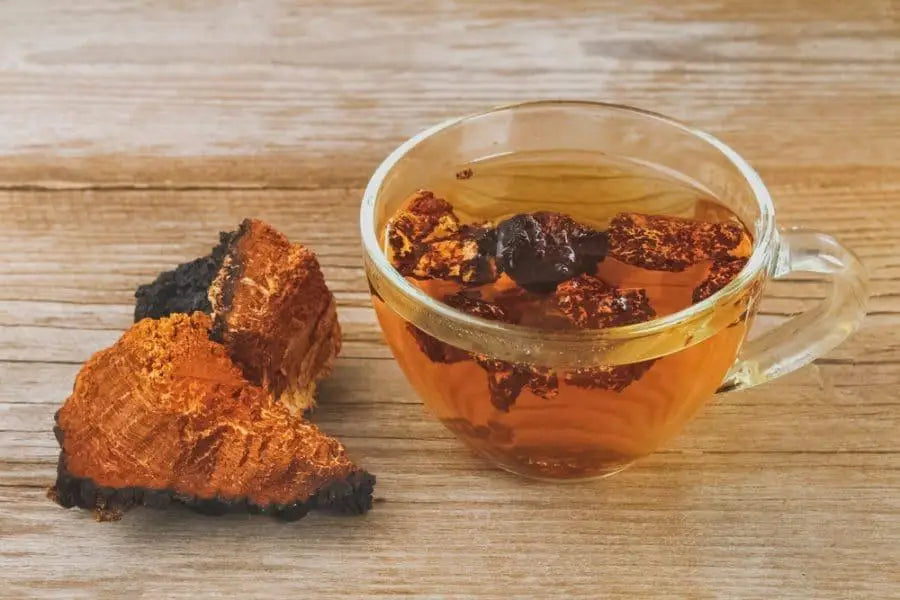 The Health Benefits of Chaga Mushroom