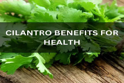 The Health Benefits of Cilantro