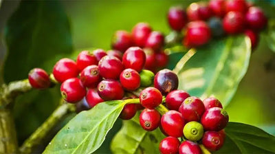 The Health Benefits of Coffee Fruit